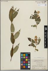 Foto von Salix lucida Muhl.
